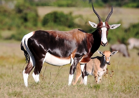 포토 JPG 해외이미지 동물 공원 야생동물 포유류 아프리카 자연 엄마 초식동물 털 뿔 사람없음 야외 빛 갈색 게임 자녀 아기 황무지 사파리 영양 내추럴 가젤 사바나 해외202004 해외포토 공공시설 나라 컬러 가족 놀이 사람 생태계 파일형식 이미지허브