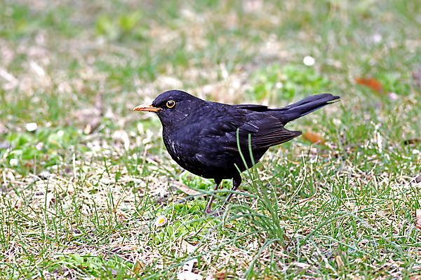 포토 JPG 해외이미지 동물 1 남자 야생동물 밭 날개 노래 자연 조류 사람없음 야외 초록색 여름 갈색 정원 검은색 봄 닫기 깃털 부리 땅바닥 혼자 해외202004 해외포토 계절 음악 컬러 농업 모션 바닥 사람 생태계 파일형식 이미지허브