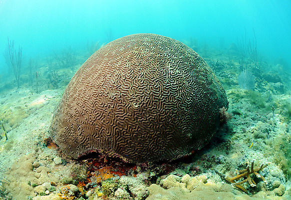 포토 JPG 해외이미지 바다 여행 백그라운드 자연 바닥 사람없음 야외 물 컬러풀 바닷속 수중 스노클링 산호 잠수부 다이빙 암초 내추럴 이국적 해외202004 해외포토 자연요소 컬러 수영 수상스포츠 자포동물 전문직 생태계 수중스포츠 파일형식 이미지허브