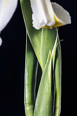 포토 JPG 해외이미지 꽃잎 꽃 실루엣 잎 자연 표면 친절 선물 사랑 사람없음 초록색 빛 노란색 새싹 정원 검은색 활발 에너지 성장 흰색 시골 인사 개화 수분 원예 꽃가루 붓꽃 정맥 해외202004 해외포토 식물 감정 컬러 컨셉 촬영기법 취미 예절 가루 생태계 혈관 파일형식 이미지허브