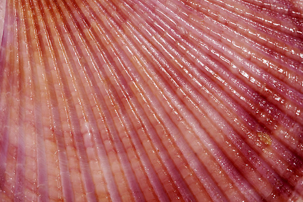 포토 JPG 해외이미지 모양 동물 바다 자연 조개 연체동물 골격 해변 사람없음 빨간색 물 노란색 환경 수중 껍질 중앙 호주 제비꽃 생태계 인도네시아 기념품 수족관 인도양 몰디브 카리브해 내추럴 생태학 이국적 핵심 해외202004 해외포토 자연요소 교육 꽃 아시아 컬러 어패류 무척추동물 오세아니아 오브젝트 파일형식 이미지허브