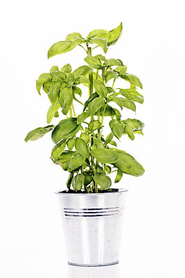 포토 JPG 해외이미지 라이프스타일 화분 음식 백그라운드 잎 다이어트 채소 재료 건강 안전 사람없음 초록색 흰색 나뭇가지 신선 양념 조미료 달콤 맛 냄비 먹기 향신료 오브젝트 상쾌 날것 향기 향료 향 아로마테라피 바질 내추럴 강렬 고립 채식주의자 비건 해외202004 해외포토 나무 식물 감정 컬러 컨셉 모션 생활 솥 채식 냄새 테라피 향미료 파일형식 이미지허브