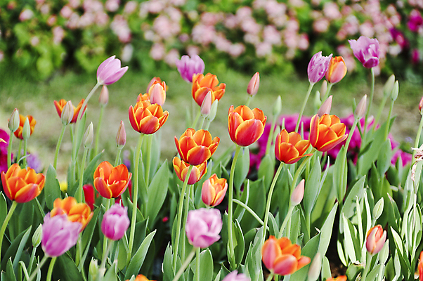 포토 JPG 해외이미지 식물 꽃잎 꽃 분홍색 백그라운드 꽃무늬 자연 사람없음 야외 초록색 컬러풀 노란색 정원 봄 튤립 성장 신선 원예 해외202004 해외포토 계절 컬러 무늬 취미 생태계 파일형식 이미지허브