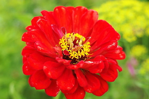 포토 JPG 해외이미지 식물 꽃잎 꽃 줄기 분홍색 잎 꽃무늬 패턴 자연 사람없음 장식 빨간색 초록색 여름 태양 정원 맑음 성장 벚꽃 개화 달리아 싱글 원예 멀티 정중 해외202004 해외포토 자연요소 계절 컬러 컨셉 무늬 날씨 취미 생태계 파일형식 이미지허브