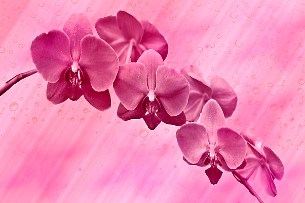 포토 JPG 해외이미지 식물 꽃잎 꽃 줄기 분홍색 백그라운드 잎 자연 사람없음 초록색 머리 흰색 화려 난초 우아함 슛 해외202004 해외포토 컬러 컨셉 신체부위 생태계 파일형식 이미지허브