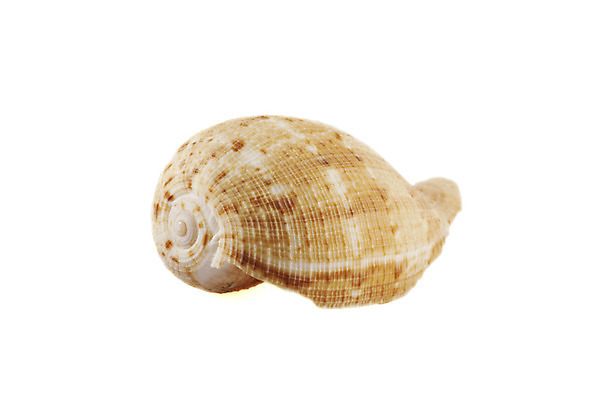 포토 JPG 해외이미지 모양 동물 디자인 모래 바다 여행 백그라운드 패턴 자연 조개 연체동물 나선형 해변 사람없음 물 컬러풀 껍질 흰색 수집 오브젝트 질감 고립 앵무조개 해외202004 해외포토 자연요소 컬러 무늬 어패류 무척추동물 생태계 파일형식 이미지허브