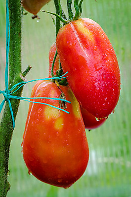 포토 JPG 해외이미지 줄기 백그라운드 잎 농업 다이어트 토마토 채소 과일 재료 자연 사람없음 빨간색 여름 활발 샐러드 신선 큼 순수 유기농 날것 내추럴 생식 숙성 채식주의자 해외202004 해외포토 식물 웰빙 계절 산업 음식 컬러 컨셉 건강 크기 생태계 채식 파일형식 이미지허브
