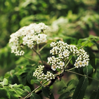 포토 JPG 해외이미지 나무 꽃잎 꽃 꽃다발 잎 자연 하늘 날씨 사람없음 초록색 봄 흰색 숲 생태학 해외202004 해외포토 식물 계절 교육 컬러 생태계 파일형식 이미지허브