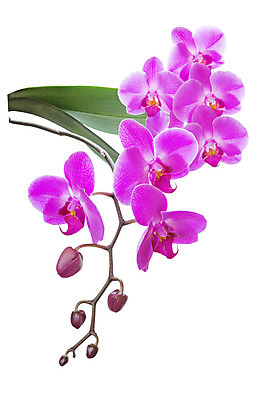 포토 JPG 해외이미지 식물 꽃잎 꽃 줄기 분홍색 꽃다발 백그라운드 잎 꽃무늬 자연 사람없음 장식 초록색 여름 보라색 봄 활발 벚꽃 흰색 나뭇가지 신선 난초 우아함 제비꽃 호접란 고립 이국적 해외202004 해외포토 나무 계절 컬러 컨셉 무늬 생태계 파일형식 이미지허브