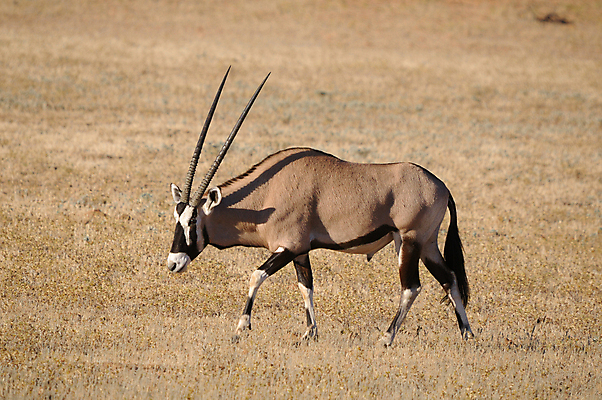 포토 JPG 해외이미지 동물 야생동물 포유류 아프리카 자연 사람없음 사막 황무지 위험 영양 남아프리카 동물상 해외202004 해외포토 나라 컨셉 조형물 생태계 파일형식 이미지허브