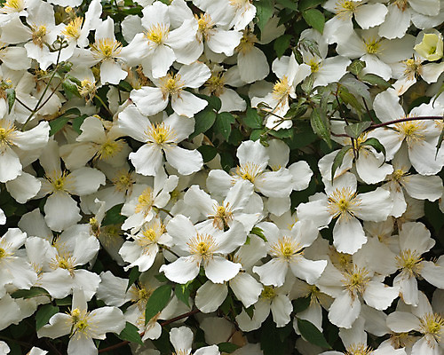 포토 JPG 해외이미지 식물 꽃잎 꽃 잎 꽃무늬 자연 새로움 사람없음 초록색 빛 노란색 웹 성장 벚꽃 흰색 황금 닫기 발사 거미 포도나무 서식지 내추럴 꽃수술 해외202004 해외포토 컬러 곤충 컨셉 무늬 인터넷 모션 과일나무 생태계 파일형식 이미지허브