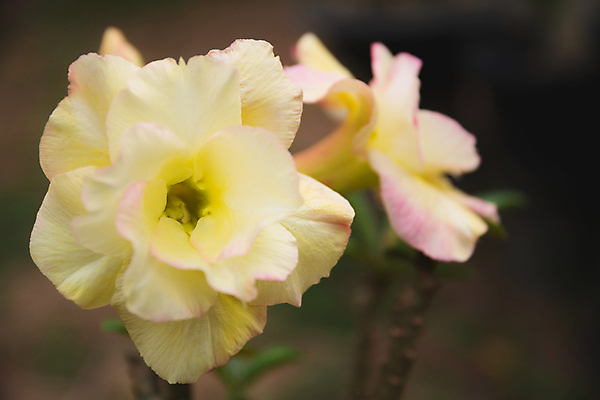 포토 JPG 해외이미지 나무 식물 꽃잎 꽃 행복 종이 분홍색 백그라운드 잎 꽃무늬 패턴 오렌지 자연 추상 사람없음 장식 빨간색 초록색 여름 파란색 빛 컬러풀 노란색 정원 봄 벚꽃 흰색 신선 개화 닫기 자주색 달리아 아치 질감 내추럴 해외202004 해외포토 계절 감정 컬러 무늬 과일 모션 생태계 파일형식 이미지허브