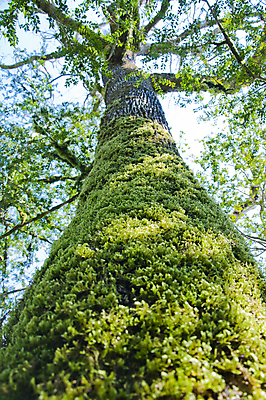 포토 JPG 해외이미지 나무 식물 손 계절 잎 자연 손잡이 이끼 사람없음 야외 초록색 울타리 상자 정원 봄 성장 칼날 닫기 발굴 원예 클립 날카로움 다듬기 돌봄 옛날 울퉁불퉁 원예사 제목 그리너리 해외202004 해외포토 직업 컬러 모션 취미 신체부위 담장 생태계 파일형식 트랜드컬러 이미지허브
