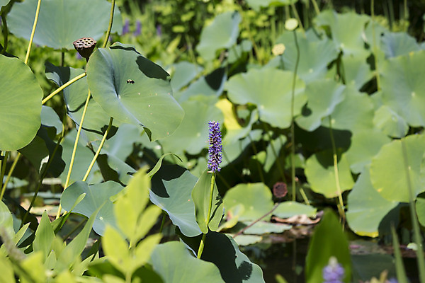 포토 JPG 해외이미지 식물 꽃 아시아 호수 선 백그라운드 잎 자연 연꽃 동양인 사람없음 야외 초록색 물 여름 정원 보라색 고요 봄 활발 들꽃 벚꽃 연못 신선 우아함 습지 백합 목수 허브 순수 명상 생물학 이국적 천진난만 해외202004 해외포토 자연요소 직업 계절 교육 나라 컬러 컨셉 인종 생태계 파일형식 이미지허브