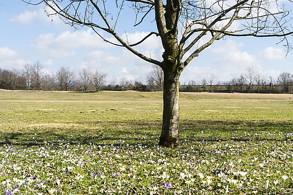 포토 JPG 해외이미지 식물 계절 공원 꽃잎 꽃 유럽 여행 백그라운드 겨울 꽃무늬 밭 자연 부활절 잔디 사람없음 야외 초록색 파란색 컬러풀 태양 맑음 보라색 봄 벚꽃 흰색 시골 신선 꽃집 제비꽃 향기 내추럴 걸음마 해외202004 해외포토 자연요소 공공시설 기념일 나라 컬러 무늬 농업 모션 날씨 상점 생태계 냄새 파일형식 이미지허브