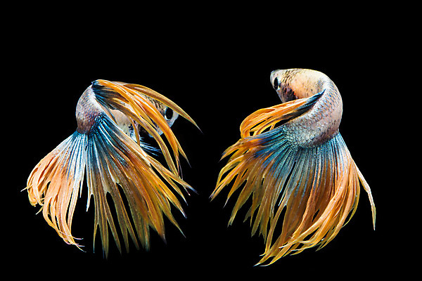 포토 JPG 해외이미지 동물 드레스 포즈 백그라운드 이동 모션 자연 추상 어류 미술 사람없음 물 파란색 반려동물 컬러풀 우주 검은색 수영 희망 힘 흰색 고급 우아함 눈금 생물학 꼬리 싸움 지느러미 수족관 강렬 고립 공격적 이국적 해외202004 해외포토 자연요소 옷 교육 감정 컬러 컨셉 무늬 문화예술 수중동물 수상스포츠 생태계 파일형식 이미지허브