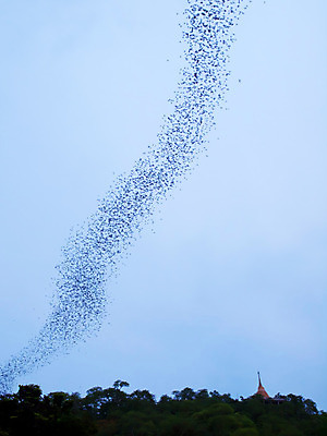 포토 JPG 해외이미지 나무 식물 동물 구름 야생동물 돈 포유류 태국 하늘 산 사람없음 검은색 황혼 그룹 군중 저녁 숲 박쥐 덩어리 제비 줄서기 해외202004 해외포토 자연요소 아시아 컬러 모션 조류 사람 일몰 재산 야간 파일형식 이미지허브