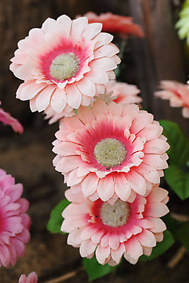 포토 JPG 해외이미지 식물 디자인 계절 꽃잎 꽃 꽃다발 백그라운드 꽃무늬 패턴 오렌지 자연 추상 주택 국화 발렌타인데이 사람없음 야외 내부 장식 빨간색 초록색 여름 컬러풀 노란색 정원 보라색 활발 벚꽃 가을 흰색 신선 닫기 다발 질감 거짓 고립 인공 해외202004 해외포토 컬러 컨셉 무늬 과일 모션 데이이벤트 건물 생태계 파일형식 이미지허브