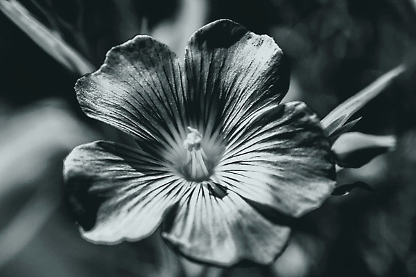 포토 JPG 해외이미지 식물 씨앗 사람없음 파란색 들꽃 벚꽃 약초 아마 해외202004 해외포토 꽃 컬러 풀_식물 파일형식 이미지허브