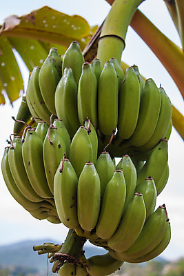 포토 JPG 해외이미지 나무 식물 꽃 음식 백그라운드 잎 농업 다이어트 과일 태국 자연 바나나 건강 동양인 사람없음 초록색 농장 정원 성장 벚꽃 나뭇가지 신선 조직 달콤 맛 다발 상쾌 유기농 날것 내추럴 점심식사 꼬투리 숙성 채식주의자 해외202004 해외포토 웰빙 감정 산업 아시아 컬러 컨셉 인종 식사 생태계 채식 파일형식 이미지허브