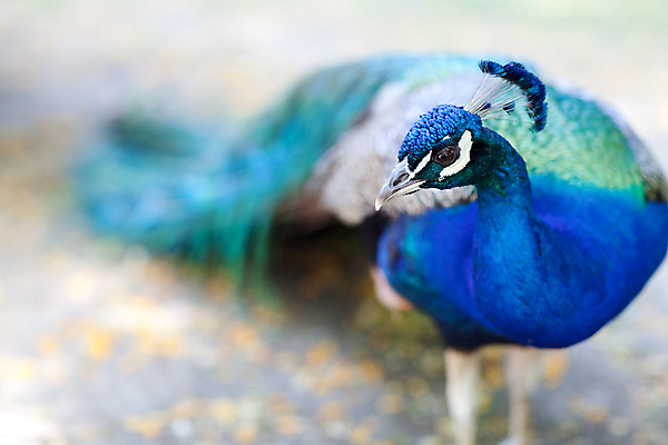포토 JPG 해외이미지 1 응시 남자 백그라운드 자연 조류 동물원 서기 사람없음 야외 장식 초록색 파란색 컬러풀 머리 침묵 산책 활발 흰색 머리빗 우아함 공작 깃털 꼬리 솜털 해외202004 해외포토 동물 시선 컬러 컨셉 모션 휴식 사람 신체부위 소리 미용용품 생태계 파일형식 이미지허브