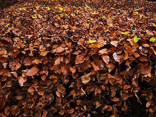 포토 JPG 해외이미지 나무 식물 줄기 잎 오렌지 자연 휴식 사람없음 야외 목재 빨간색 울타리 노란색 환경 정원 활발 가을 신선 황무지 황금 숲 큼 11월 북쪽 10월 생태학 옛날 해외202004 해외포토 계절 교육 컬러 컨셉 과일 재료 담장 날짜 크기 방향 생태계 파일형식 이미지허브