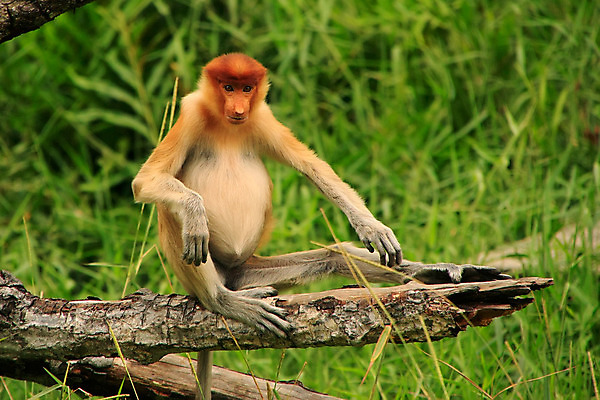 포토 JPG 해외이미지 나무 동물 커플 공원 남자 아시아 야생동물 여행 포유류 자연 종류 서기 앉기 사람없음 원숭이 숲 먹기 코 멸종 단상 말레이시아 수유 이국적 해외202004 해외포토 식물 공공시설 나라 관계 모션 사람 신체부위 생태계 파일형식 이미지허브