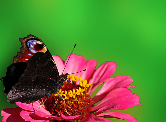 포토 JPG 해외이미지 식물 동물 꽃 유럽 나비 곤충 백그라운드 날개 자연 사람없음 초록색 여름 컬러풀 검은색 오픈 닫기 공작 내추럴 동물상 해외202004 해외포토 계절 나라 컬러 모션 조류 조형물 생태계 파일형식 이미지허브