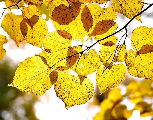 포토 JPG 해외이미지 나무 식물 계절 공원 백그라운드 잎 패턴 오렌지 자연 추상 풍경 사람없음 야외 장식 햇빛 노란색 가을 나뭇가지 황금 닫기 숲 묘사 만족 내추럴 강렬 멀티 블러 해외202004 해외포토 공공시설 감정 컬러 무늬 과일 모션 태양 생태계 파일형식 이미지허브
