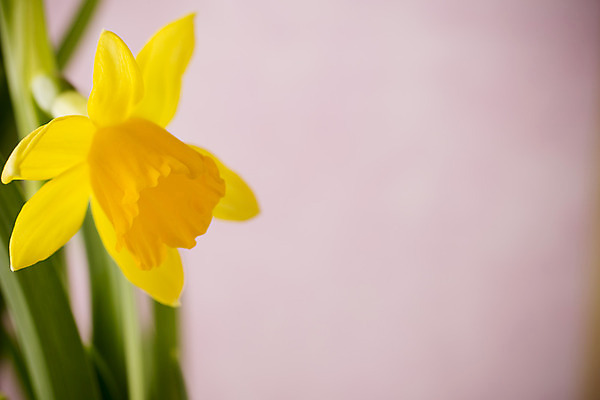 포토 JPG 해외이미지 꽃잎 꽃 꽃무늬 자연 부활절 사람없음 노란색 봄 성장 벚꽃 수선화 해외202004 해외포토 식물 계절 기념일 컬러 무늬 생태계 파일형식 이미지허브