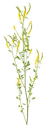 포토 JPG 해외이미지 식물 꽃 줄기 잎 사람없음 노란색 들꽃 개화 약초 허브 흰배경 해외202004 해외포토 컬러 백그라운드 흰색 풀_식물 파일형식 이미지허브