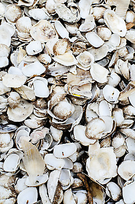 포토 JPG 해외이미지 모래 바다 여행 백그라운드 패턴 자연 추상 휴가 조개 건조 사람없음 검은색 수중 어둠 껍질 흰색 산호 수집 질감 달팽이 찢어짐 그런지 해외202004 해외포토 컬러 무늬 모션 어패류 연체동물 자포동물 생태계 파일형식 이미지허브