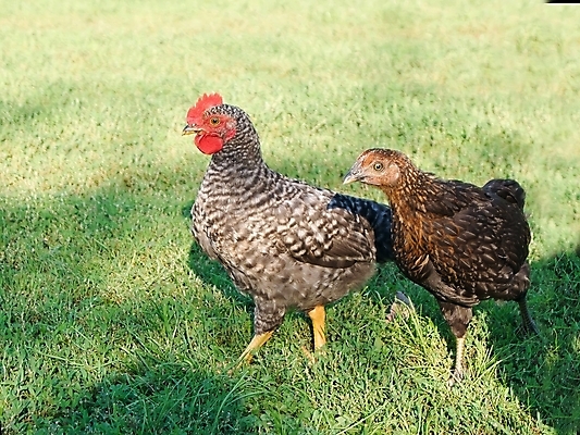 포토 JPG 해외이미지 동물 산업 밭 농업 자연 조류 육류 사람없음 빨간색 농장 치킨 가축 시골 깃털 위치 수탉 내추럴 무료 암탉 해외202004 해외포토 컬러 식재료 닭 암컷 수컷 생태계 닭고기요리 파일형식 이미지허브