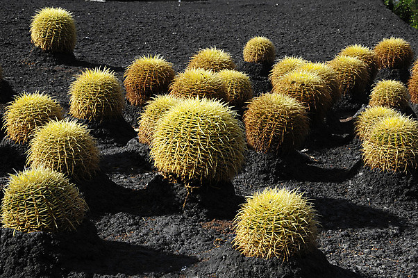 포토 JPG 해외이미지 모양 식물 꽃 도로 음식 모래 공 자연 선인장 건조 통 사람없음 장식 초록색 물 정원 검은색 힘 사막 성장 뜨거움 원형 황금 아스팔트 척추 날카로움 내추럴 땅바닥 여의주 생존 해외202004 해외포토 자연요소 도형 길 컬러 교통시설 바닥 뼈 생태계 파일형식 이미지허브