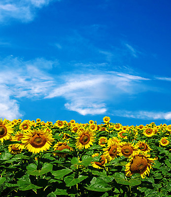 포토 JPG 해외이미지 식물 꽃 밭 자연 하늘 해바라기 풍경 사람없음 야외 초록색 파란색 농장 노란색 맑음 활발 성장 시골 장면 흐림 해외202004 해외포토 컬러 컨셉 농업 날씨 생태계 파일형식 이미지허브