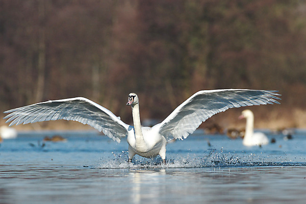 포토 JPG 해외이미지 주간 호수 두마리 사람없음 야외 아웃포커스 백조 날갯짓 해외202004 해외포토 자연요소 2 조류 촬영기법 파일형식 이미지허브