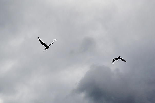포토 JPG 해외이미지 구름 실루엣 바다 날개 갈매기 조류 하늘 사람없음 여름 자유 폭풍 무료 해외202004 해외포토 자연요소 동물 계절 컨셉 날씨 촬영기법 파일형식 이미지허브