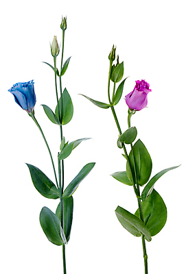 포토 JPG 해외이미지 줄기 잎 실내 사람없음 꽃봉오리 흰배경 해외202004 해외포토 식물 꽃 백그라운드 내부 흰색 파일형식 이미지허브