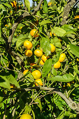 포토 JPG 해외이미지 나무 식물 계절 잎 오렌지 과일 자연 하늘 사람없음 야외 가로 열대과일 건강식 해외202004 해외포토 음식 생태계 파일형식 이미지허브