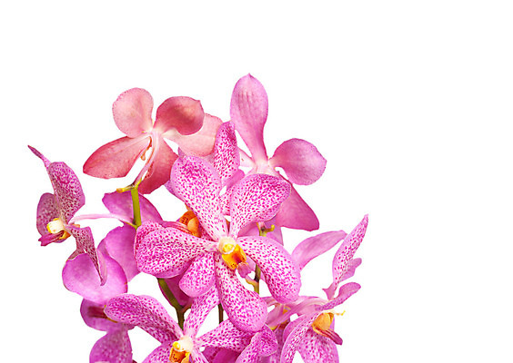 포토 JPG 해외이미지 식물 1 꽃잎 꽃 줄기 분홍색 꽃다발 백그라운드 잎 사람없음 장식 흰색 나뭇가지 난초 우아함 심플 뿌리 호접란 진홍색 강렬 고립 해외202004 해외포토 나무 컬러 컨셉 빨간색 파일형식 이미지허브