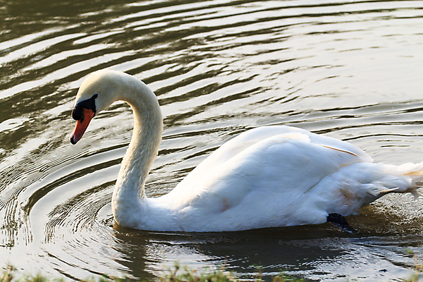 포토 JPG 해외이미지 주간 한마리 호수 사람없음 야외 백조 해외202004 해외포토 자연요소 1 조류 파일형식 이미지허브