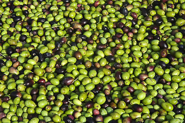 포토 JPG 해외이미지 계절 음식 백그라운드 패턴 농업 다이어트 채소 과일 재료 자연 벽지 건강 사람없음 빨간색 초록색 검은색 이탈리아 수확 신선 시장 맛 주식 지중해 먹기 유기농 올리브 질감 날것 내추럴 숙성 채식주의자 많음 해외202004 해외포토 웰빙 열매 유럽 산업 바다 컬러 컨셉 무늬 모션 금융 생태계 채식 파일형식 이미지허브