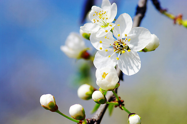 포토 JPG 해외이미지 주간 근접촬영 사람없음 야외 아웃포커스 봄 벚꽃 나뭇가지 해외202004 해외포토 자연요소 나무 계절 꽃 뷰포인트 촬영기법 파일형식 이미지허브