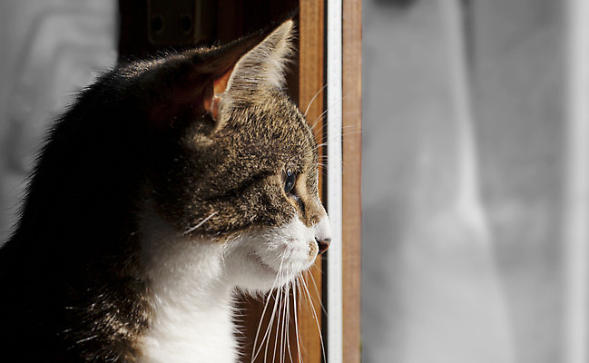 포토 JPG 해외이미지 동물 응시 장난 포유류 자연 친절 털 함께함 실내 사랑 앉기 사람없음 반려동물 갈색 검은색 고양이 우정 회색 흰색 개 작음 모피 꼬리 노려봄 기르기 해외202004 해외포토 시선 감정 컬러 컨셉 모션 표정 내부 친구 크기 생태계 돌봄 파일형식 이미지허브