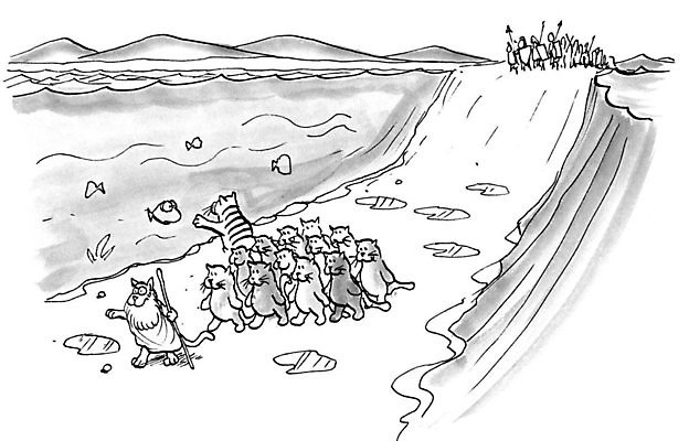 포토 JPG 해외이미지 어류 사람없음 성경 고양이 유머 만화 탈출 먹기 홍해 루트 해외202004 해외포토 감정 바다 컨셉 종교용품 포유류 모션 반려동물 수중동물 파일형식 이미지허브