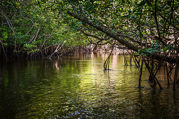 포토 JPG 해외이미지 나무 식물 공원 아시아 바다 여행 잎 자연 동양인 풍경 사람없음 야외 초록색 물 강 반사 환경 탐험 나뭇가지 터널 보호 습지 숲 생태계 뿌리 인도네시아 내추럴 민물 전국 해외202004 해외포토 자연요소 공공시설 나라 길 컬러 컨셉 인종 파일형식 이미지허브