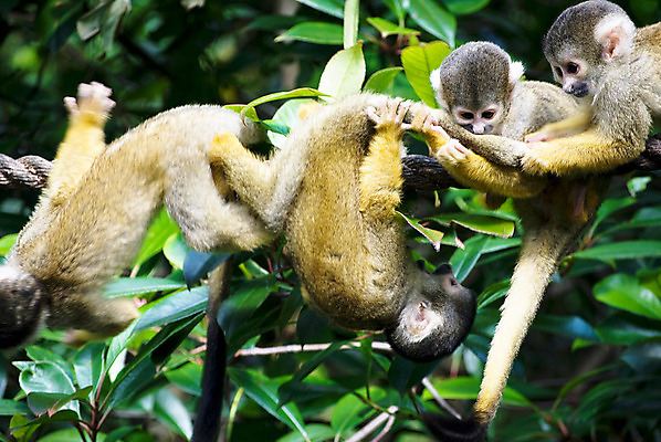 포토 JPG 해외이미지 나무 동물 얼굴 야생동물 어린이 포유류 아프리카 자연 놀이 털 동물원 사람 앉기 사람없음 노란색 환경 검은색 기쁨 나뭇가지 원숭이 아기 잡기 숲 작음 모피 꼬리 다람쥐 유인원 지능 해외202004 해외포토 식물 감정 나라 컬러 모션 신체부위 설치류 크기 생태계 파일형식 이미지허브