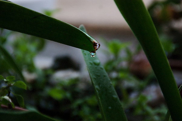 포토 JPG 해외이미지 식물 백그라운드 잎 자연 사람없음 야외 초록색 물 여름 정원 거품 젖음 물방울 신선 액체 떨어짐 이슬 빗방울 묘사 내추럴 해외202004 해외포토 자연요소 계절 컬러 컨셉 비_날씨 생태계 파일형식 이미지허브