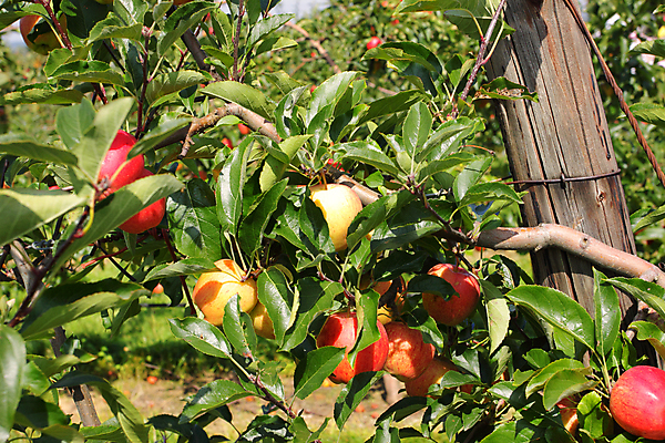 포토 JPG 해외이미지 나무 식물 계절 음식 줄기 백그라운드 잎 농업 다이어트 과일 자연 하늘 건강 사람없음 야외 빨간색 초록색 여름 파란색 농작물 농장 정원 수확 성장 가을 나뭇가지 신선 달콤 사과 과수원 다발 먹기 유기농 원예 내추럴 밭일 숙성 해외202004 해외포토 웰빙 산업 컬러 모션 취미 맛 생태계 파일형식 이미지허브