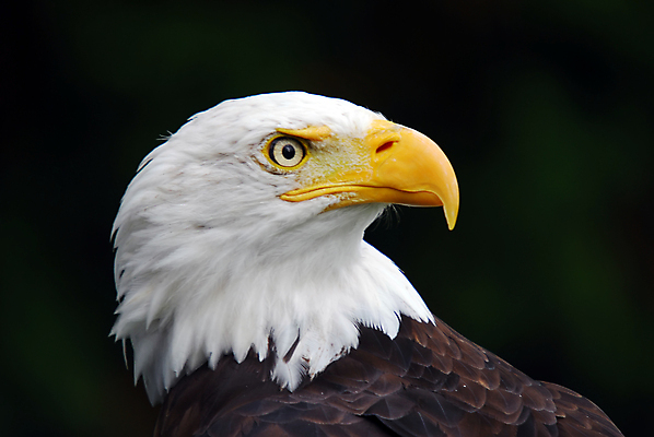 포토 JPG 해외이미지 주간 야생동물 사람없음 야외 독수리 흰머리독수리 해외202004 해외포토 자연요소 동물 조류 파일형식 이미지허브